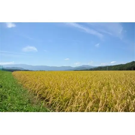【毎月定期便】長野県産特別栽培米 ミルキークイーン 10kg全3回【4082362】