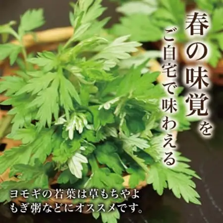 天然採取【西根の森】ヨモギ苗 12本セット(ポット苗)国産山菜苗【1697542】
