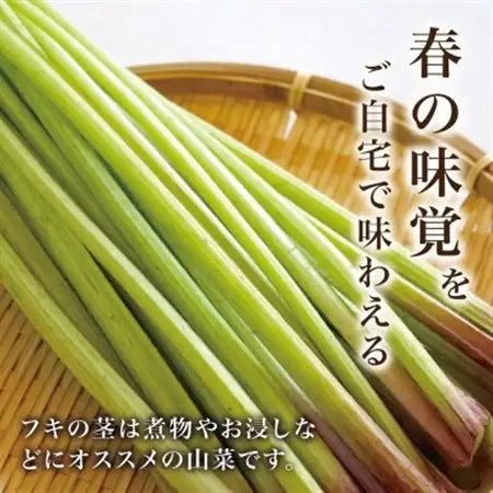 天然採取【西根の森】フキの苗 12本セット(ポット苗)国産山菜苗【1697543】