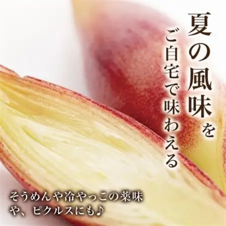 天然採取【西根の森】ミョウガ苗 12本セット(ポット苗)国産山菜苗【1697544】