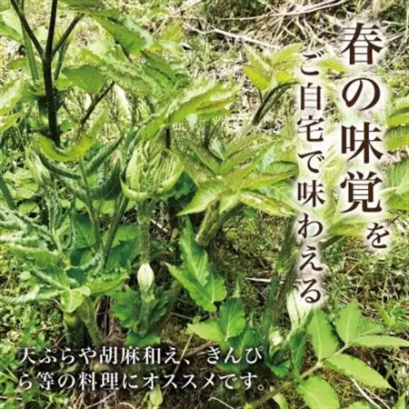 【西根の森】ウドの苗 12本(ポット苗)国産山菜苗【1697549】