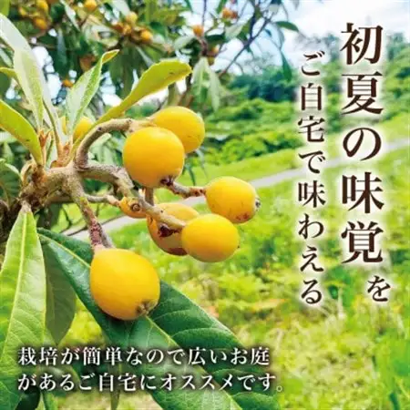 【西根の森】ビワの苗 2本(ポット苗)国産【1697551】