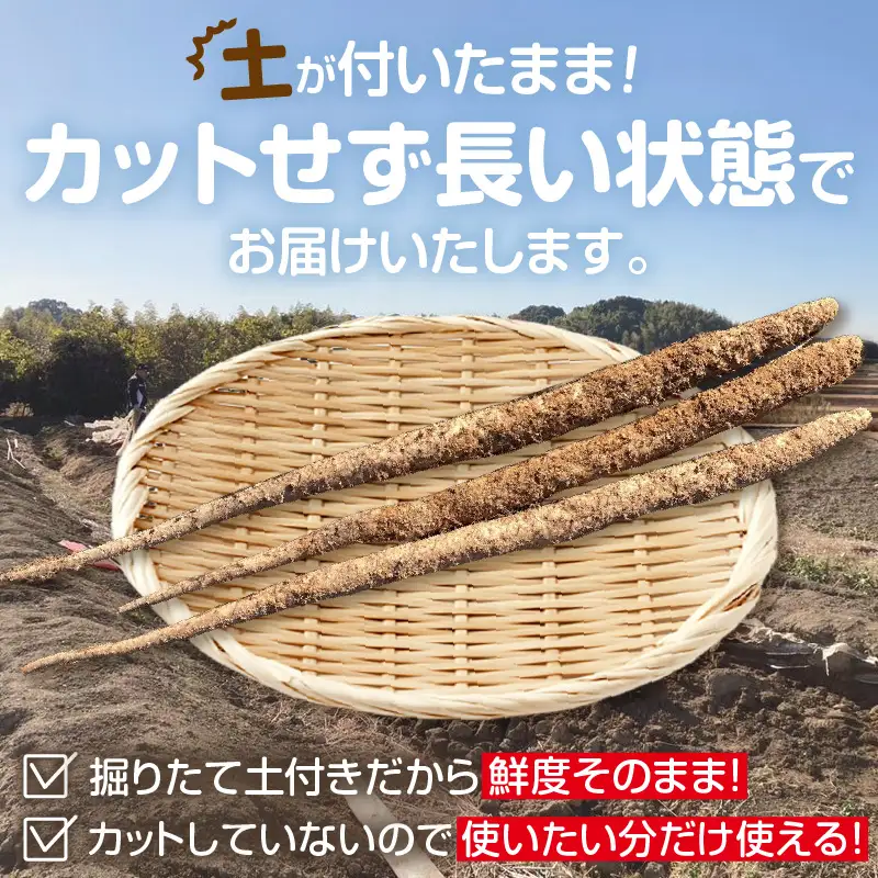常滑ハッピー自然薯　約1kg