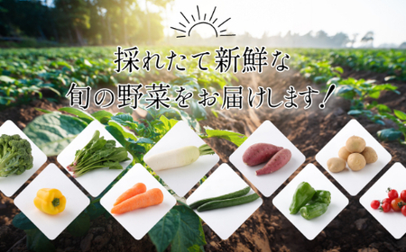 朝どれ野菜１０品目【４ヶ月連続定期便】～新型コロナ支援 野菜 定期便 詰め合わせ 頒布会