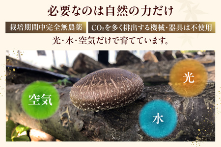 【先行予約：26年10月～発送】東浦町産 原木栽培生しいたけ（約1kg）