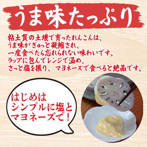 鳴門れんこん 4kg れんこん