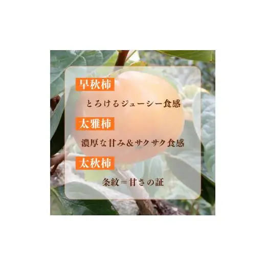 早秋柿・太雅柿・太秋柿　早生柿3種食べ比べセット（茨城県共通返礼品・かすみがうら市産) / 柿 カキ かき 早秋柿 太雅柿 太秋柿 食べ比べ 果物 フルーツ 3.5kg 果物 フルーツ 産地直送 ギフト 贈答 利根町