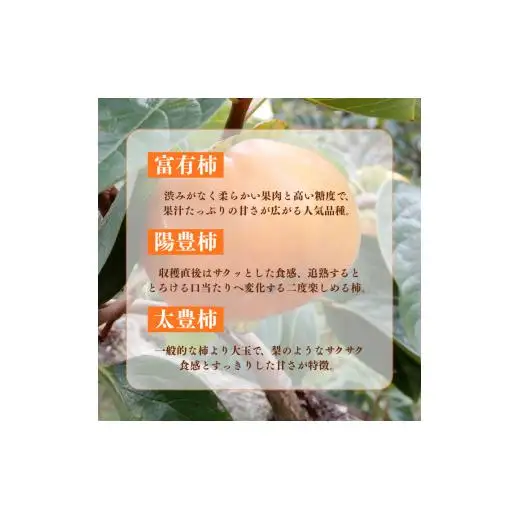 富有柿・陽豊柿・太豊柿　晩生柿3種食べ比べセット（茨城県共通返礼品・かすみがうら市産) / 柿 カキ かき 富有柿 陽豊柿 太豊柿 食べ比べ 果物 フルーツ 3.5kg 果物 フルーツ 産地直送 ギフト 贈答 利根町