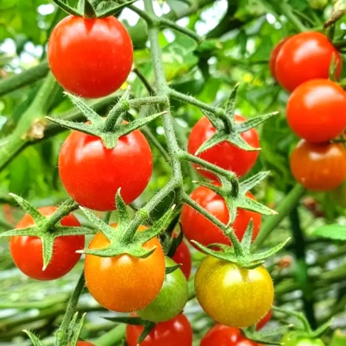 イタリアンシェフが作るクラフトトマトケチャップ3本セット | 調味料 完熟トマト 国産トマト 甘さ控えめ 塩分控えめ まろやか酸味 こだわり調味料 オムライス ナポリタン ハンバーグ お取り寄せ 埼玉県 越谷市