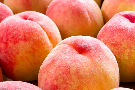 【期間限定発送】 桃 さくら白桃 訳あり 2kg 家庭用 [東城農園 山形県 高畠町 tk06ayt370005]