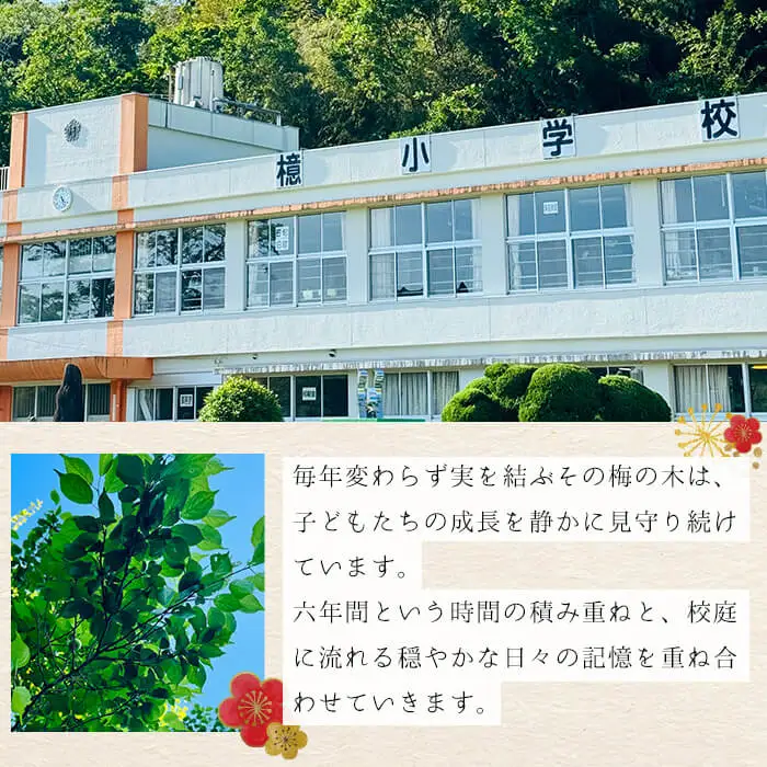 檍の梅酒 (720ml瓶) 梅酒 お酒 アルコール 【岩川醸造】A973