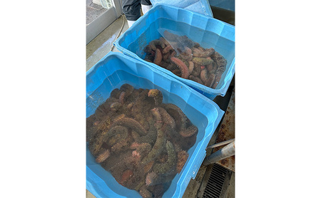 淡路島産 活 赤ナマコ 1kg 赤なまこ 赤 ナマコ なまこ 食用 珍味 魚介 海鮮 海の幸 刺身 お刺身 おつまみ つまみ 酒の肴 淡路島 洲本市　お届け：2026年3月下旬まで