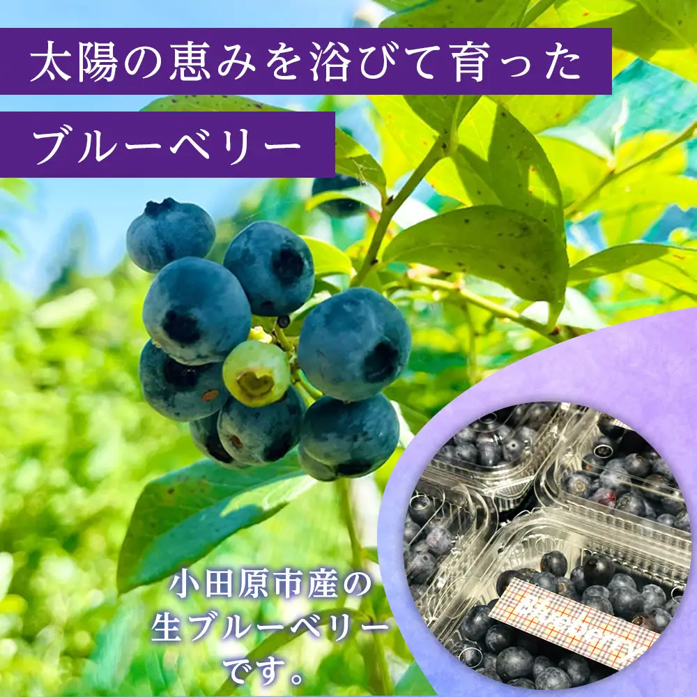 【農薬不使用】 手摘み生ブルーベリー 1kg