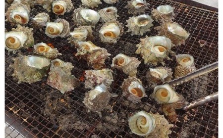 【2026年7月中旬～8月発送】福津市津屋崎漁港　天然活さざえ　約1.5kg [H0038]