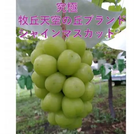 【2026年発送】超希少　牧丘天空の丘ブランド「シャインマスカットファミリーバラエティーセット」【配送不可地域：離島】【1708288】