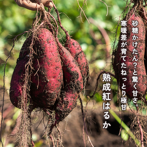 【2027年1月以降発送】 【訳あり】 舞鶴産 熟成さつまいも 5kg （紅はるか） 無選別 M～2L混合