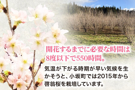 《予約受付》啓翁桜 約80cm×約7本 [さくら 桜 サクラ 花 桜のお花 フラワーギフト 花ギフト プレゼント モダン おしゃれ お正月飾り 正月桜 秋田県 小坂町 啓翁桜小坂会]