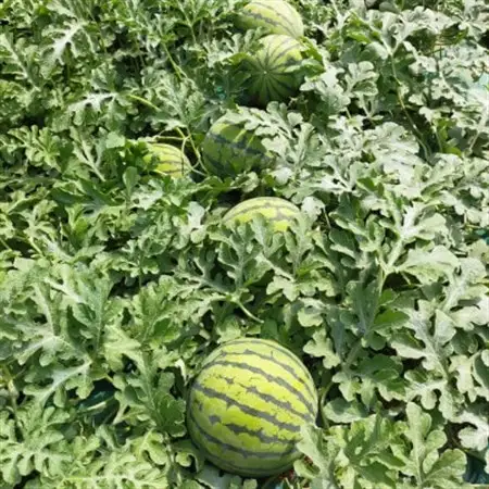 【阿見町共通返礼品】茨城県阿見町産大玉すいか(羅王ザ・スイート)4L(1玉)1箱9～10kg【1713065】