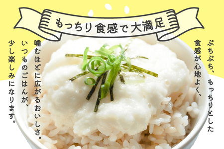 キラリもち麦500g K018037