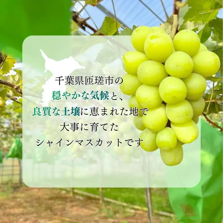 シャインマスカット　1.2kg（2～3房）ぶどう ブドウ 葡萄 シャインマスカット 果物 くだもの フルーツ 1.2kg カクタファーム 朝採り 産地直送 産直 期間限定 千葉県 匝瑳市