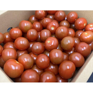 訳ありミニトマト　約3kg