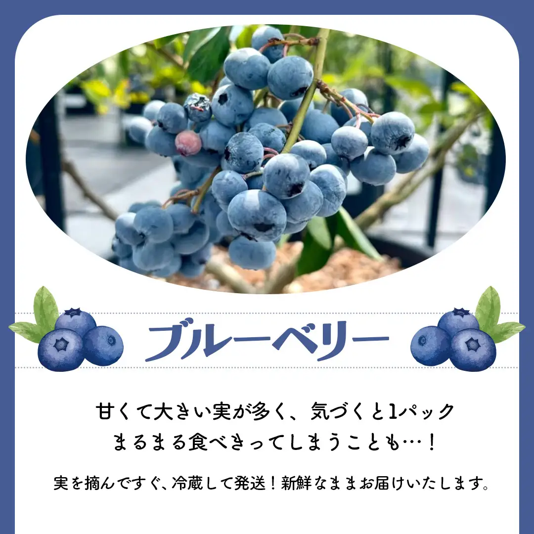 夏野菜 と ブルーベリー の おまかせBOX 計 約2kg ｜ 野菜 果実 果物 おまかせ 旬 新鮮 大容量 くだもの フルーツ おやつ ブルーベリー ベリー ジャム 小分け セット 詰め合わせ 詰合せ 夏バテ [DZ019sa]