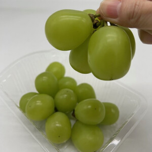 岡山県産 フルーツ定期便全6回＜お一人様向け＞