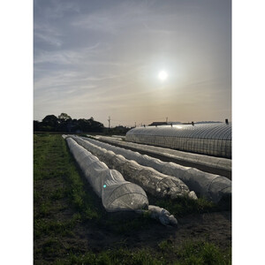 【SPIRA FARM】季節の野菜セット10～12品目入り《農薬・化学肥料は畑での栽培期間中不使用》出雲の自然の恵みを畑からお届け！［出雲 季節の野菜 野菜セット おまかせ 詰め合わせ  新鮮野菜 送料無料 ふるさと納税］