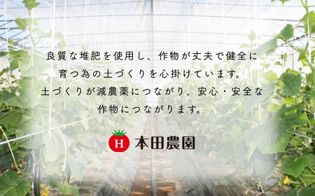 四川きゅうり 1.5kg 本田農園 野菜 ギフト | 石川県 小松市 本田農園