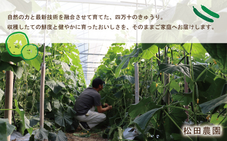 四万十市産 きゅうり 5kg 朝採れ 新鮮 野菜 やさい 高知県産 国産 胡瓜 キュウリ みずみずしい 産地直送 お取り寄せ 旬 ハウス栽培 農家直送 高知県 高知 四万十市 四万十 しまんと【発送時期：11月中旬～4月下旬】26-0031