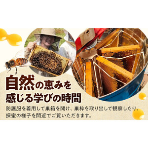 1282.【要予約 大人1名様用】あんどう養蜂 まるごと養蜂体験（約3時間）はちみつ600g付き