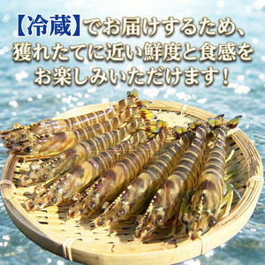 【指定日必須】 活き車海老 250g 約7尾～10尾 クルマエビ