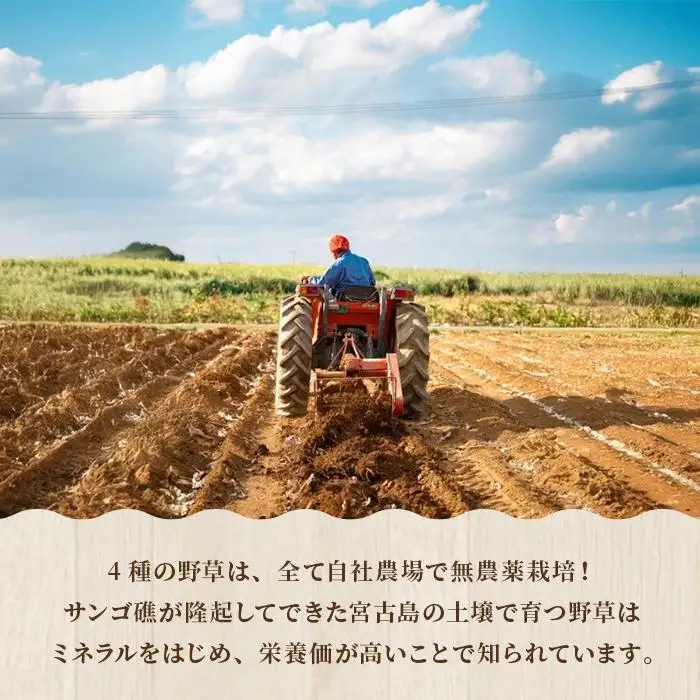 宮古島産4種ハーブ配合 ずみ茶1袋(4.3gx30包)（UM03）