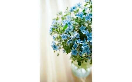 【定期便3回】ブルースター花束初回花瓶付き  / ブルースター お花 フラワー 青い花 高知県産 定期便 希少品種 サムシングブルー リビング インテリア 切り花 花瓶付き 癒やし ギフト【株式会社tomoni】[ATCG047]