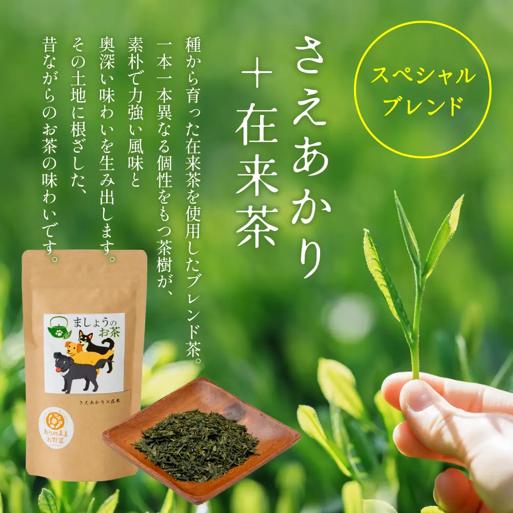 【鹿児島県産緑茶】ましょうのお茶「さえあかり」「さえあかり×在来茶」4本セット 計200g 鹿児島県産 かごしま お茶 日本茶 緑茶 茶葉 南さつま市
