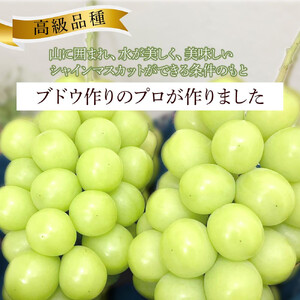  2026年 家庭用 岡山県産  シャインマスカット 1.5kg以上 摘み落とし＜9月以降発送＞