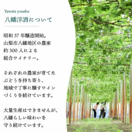 【毎月定期便】山梨 八幡洋酒 白ワイン 赤ワイン 飲み比べ 定期便 ぶどう農家全3回【4082278】
