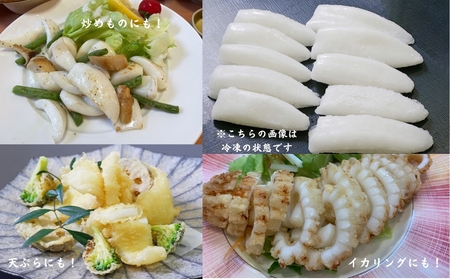 【訳アリ】アオリイカむき身（不揃い）