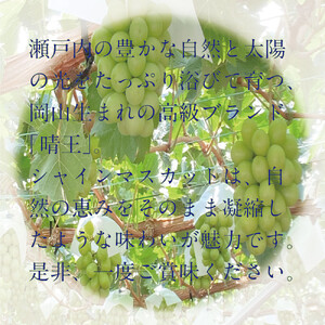 [HS]ぶどう先行予約9月・10月発送シャインマスカット晴王2k箱（3～5房）