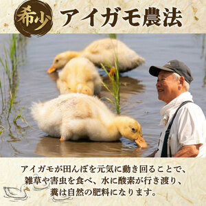 JAS認証 有機栽培コシヒカリ 白米 5kg 合鴨農法 化学肥料なし 有機米 オーガニック JAS 有機栽培 新潟 米 コシヒカリ 新発田 米 させ農園 新潟県 新発田市 sase013