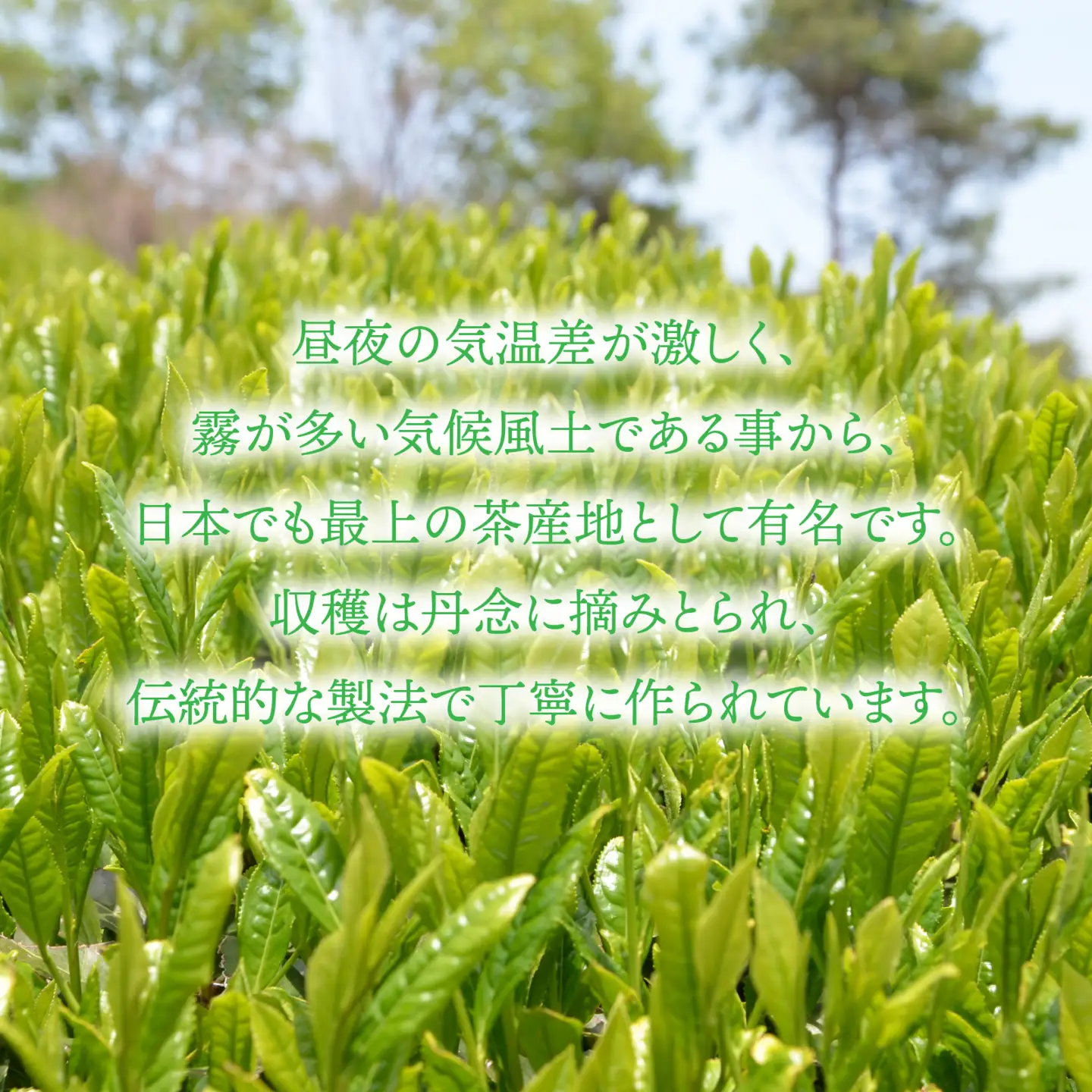 近江朝宮茶3本セット[J013]