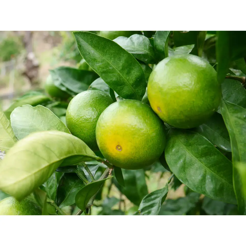 ※先行予約・2026年9月下旬発送開始予定※ 和歌山産 極早生みかん 10kg 3S～Sサイズおまかせ ［YN-26］ 橋詰農園