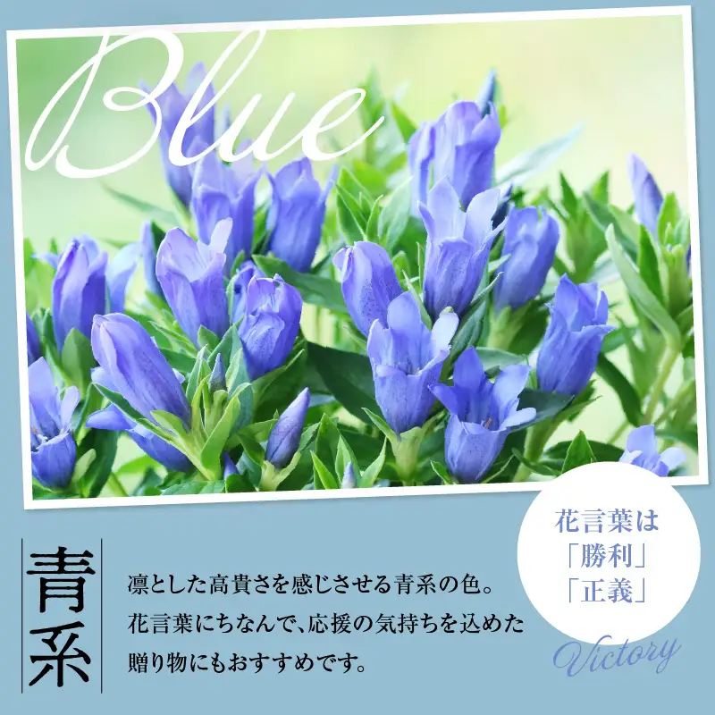 【先行予約】 りんどう 青系 1束 10本入り 花 生花 切花