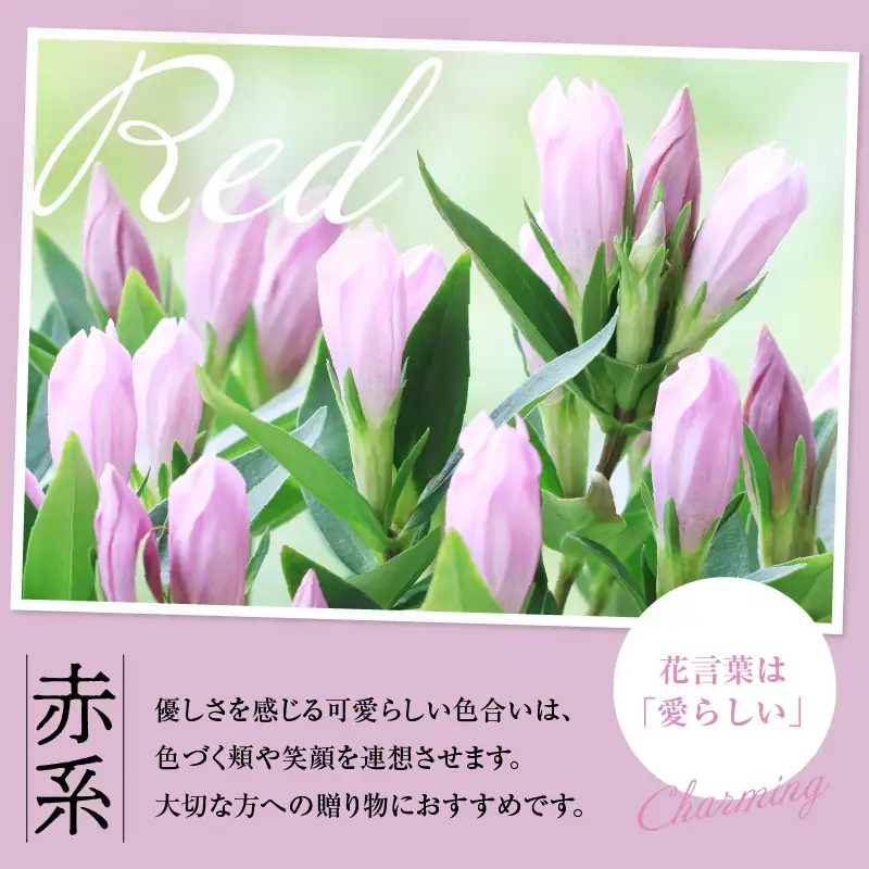 【先行予約】 りんどう 赤系 1束 10本入り 花 生花 切花
