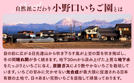 栃木のいちご 3種 食べ比べセット | とちおとめ とちあいか ミルキーベリー イチゴ 苺 栃木県 果物 フルーツ 栃木県 壬生町 産地直送 ※2027年1月～発送