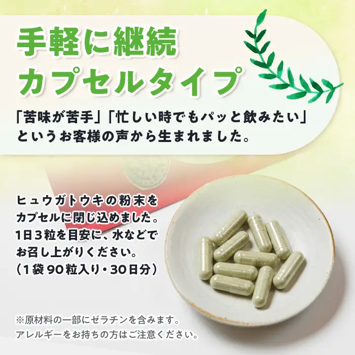 ヒュウガトウキ茶 カプセル(90粒×1袋) トウキ茶 お茶 便利 簡単 生薬 ヒュウガトウキ 日本山人参 宮崎県産 国産【SF-02】【SMILE FARM】