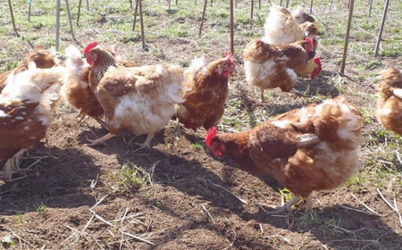  【思いやり型返礼品】 平飼い おぶせのたまご 20個 ［くりのみ園］ ［H-59］