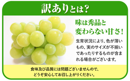 【先行予約】岡山県産 訳あり つる付き シャインマスカット 2房 (530g以上) 有限会社ホーティカルチャー神島《9月上旬-10月中旬頃出荷》岡山県 浅口市 マスカット ぶどう 葡萄 果物【配送不可地域あり】