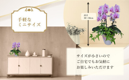 ミニ胡蝶蘭と観葉植物の寄せ植え　【11100-0962】