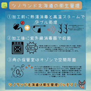 エゾ鹿の角　Lサイズ1本物と角先のセット[54-1574]